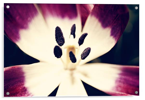 Inside a Tulip Acrylic by Joanne Wilde