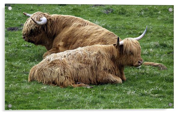 Highland Cows Acrylic by james sanderson