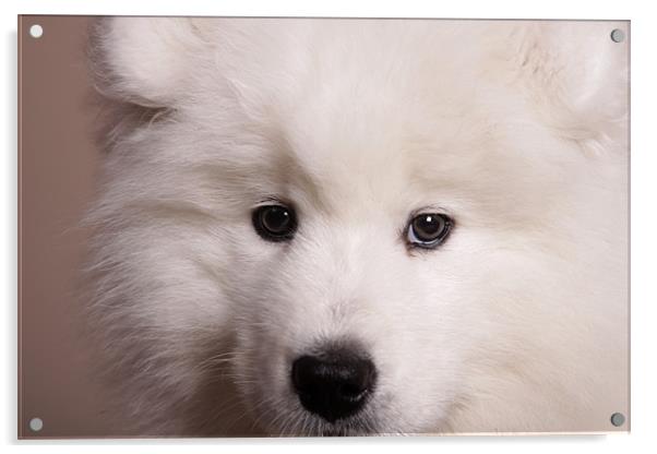 Samoyed 2 Acrylic by Simon H