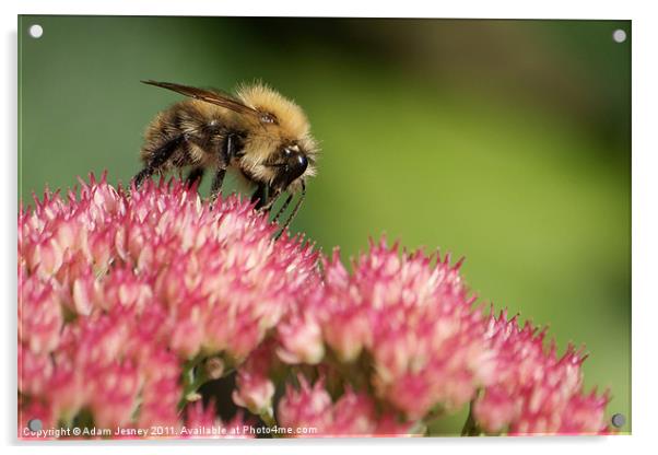 Bee on pink flower Acrylic by Adam Jesney
