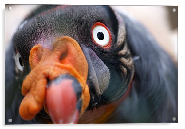 King Vulture Acrylic by Adam Jesney