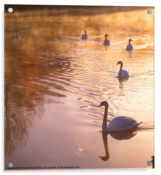 Swans Mapledurham Acrylic by Jim Hellier