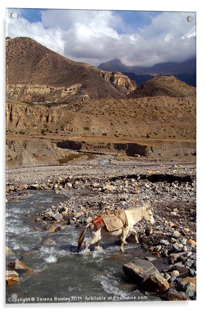 Horse Crossing River near Jomsom, Annapurna Circui Acrylic by Serena Bowles