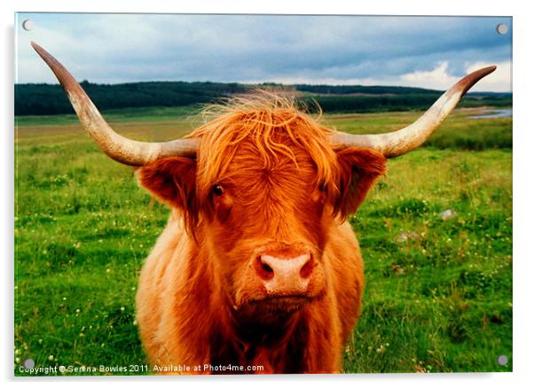 Highland Cow Acrylic by Serena Bowles