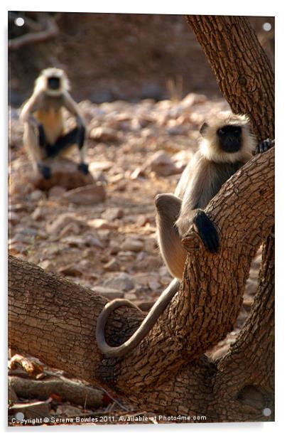 Langur Monkey in Tree Ranthambore, Rajasthan, Indi Acrylic by Serena Bowles