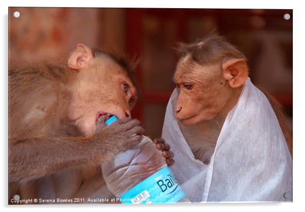 Cheeky Monkeys Opening Stolen Water Hampi Acrylic by Serena Bowles