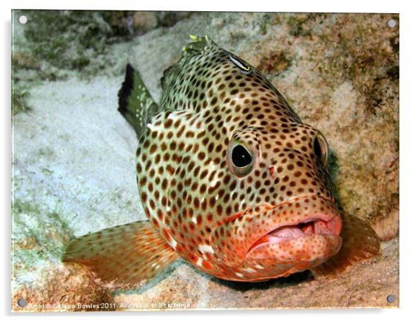 Coral Grouper Fish Being Cleaned Acrylic by Serena Bowles