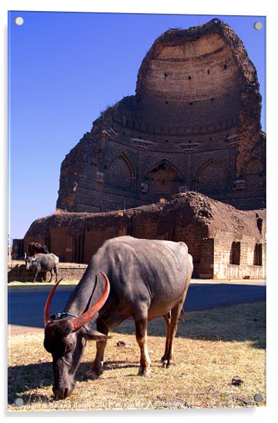 Buffalo Grazing by Bahamani Tombs at Ashtur Acrylic by Serena Bowles