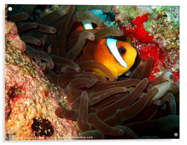Clown fish in Hiding Acrylic by Serena Bowles