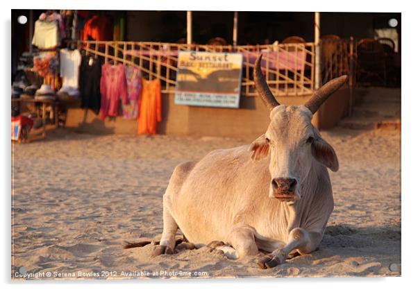 Holy Cow! Bull on the Beach at Sunset Palolem, Goa Acrylic by Serena Bowles