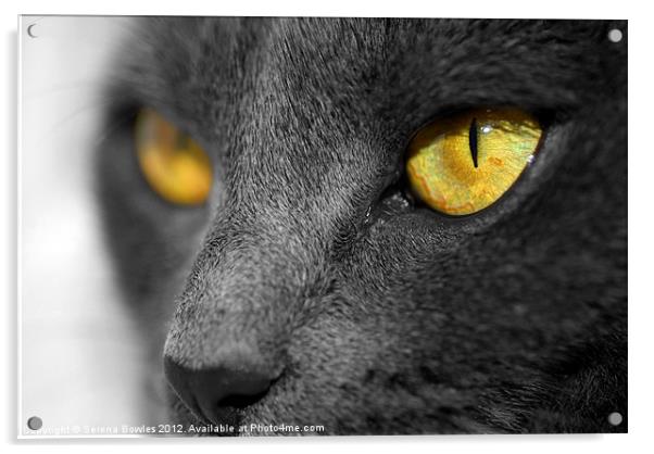 The Golden Eyes of a Cat Acrylic by Serena Bowles