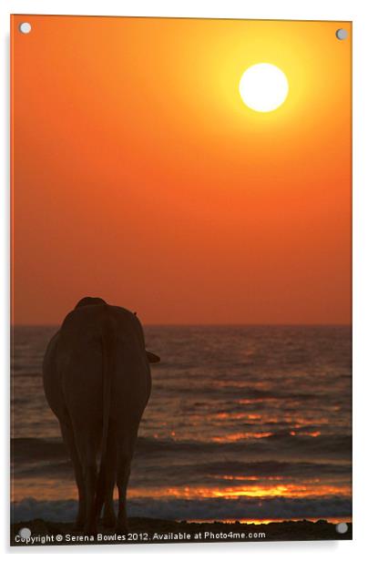 Cow Watching the Sunset Arambol, Goa, India Acrylic by Serena Bowles