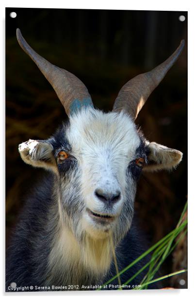 Curious Goat en route to Ghorepani Acrylic by Serena Bowles