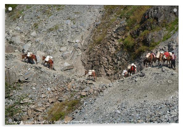 Mules Crossing Landslide near Birethanti Acrylic by Serena Bowles