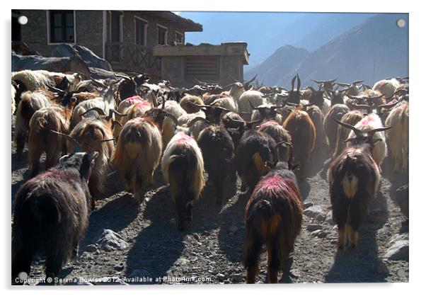 Mustang Goats on Road, Annapurna Circuit, Nepal Acrylic by Serena Bowles