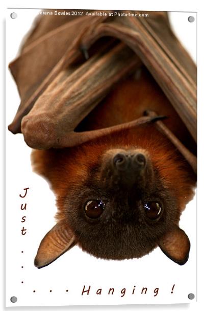 Just Hanging - Little Red Flying Fox Acrylic by Serena Bowles
