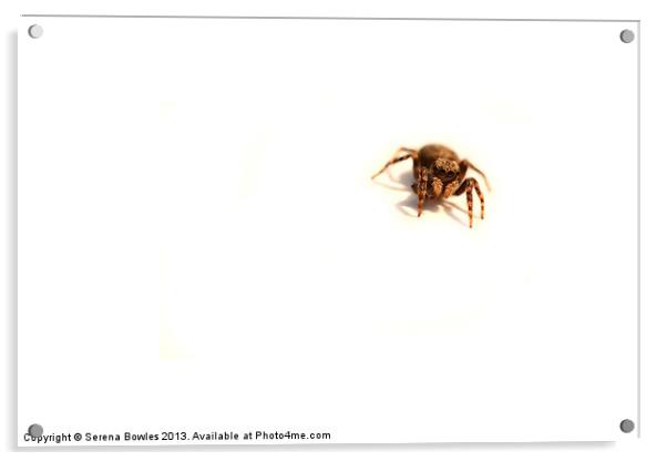 Incy Wincy Jumping Spider Acrylic by Serena Bowles