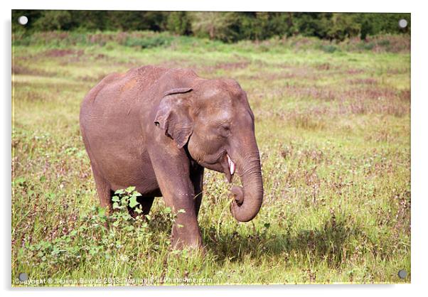 Young Elephant Eating Kaudulla, Sri Lanka Acrylic by Serena Bowles