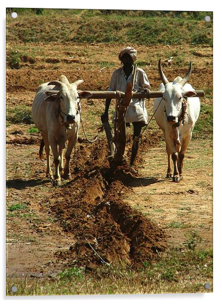 Oxen Plough Karnataka Acrylic by Serena Bowles
