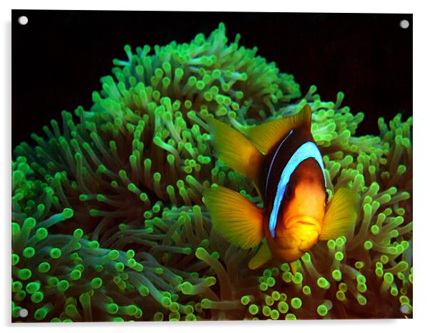 Clown Fish in Green Anemone Acrylic by Serena Bowles