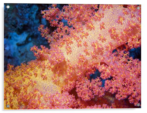 Close up of Pink & Yellow Soft Coral, Red Sea Acrylic by Serena Bowles