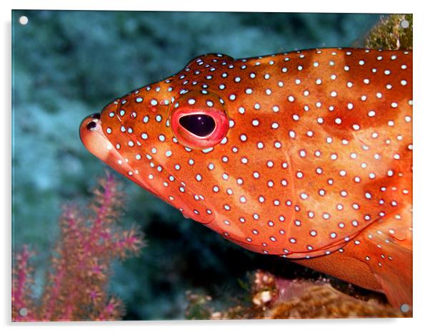 Coral Cod Fish Head Acrylic by Serena Bowles