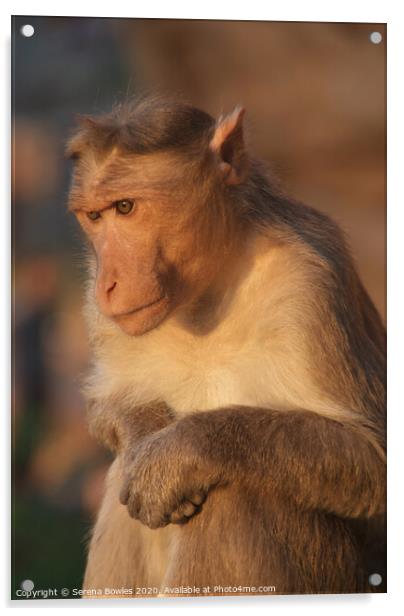 Macaque Monkey, Badami Acrylic by Serena Bowles