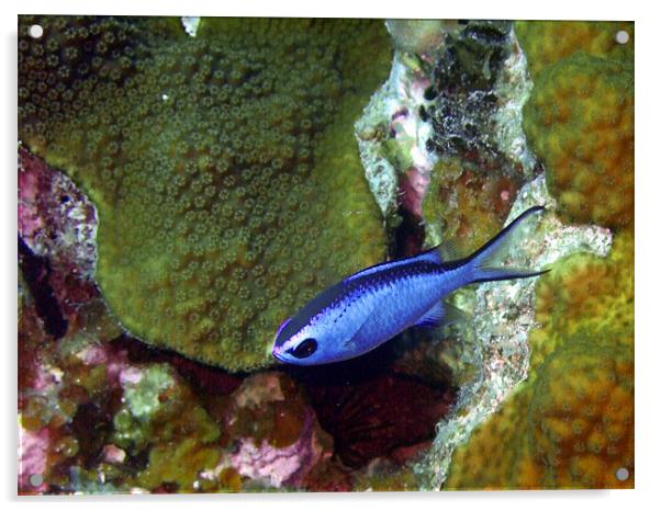 Blue Chromis Fish Above Hard Coral Acrylic by Serena Bowles