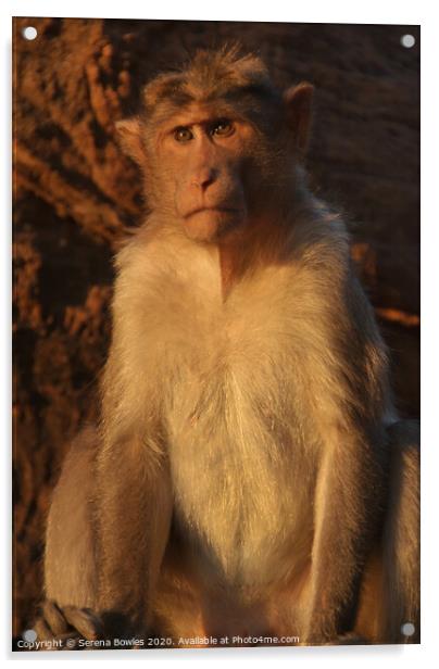 Macaque Monkey Badami Acrylic by Serena Bowles
