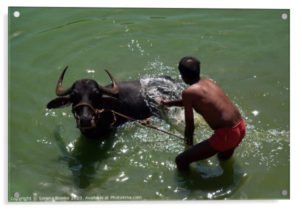 Washing the Buffalo, Badami Acrylic by Serena Bowles