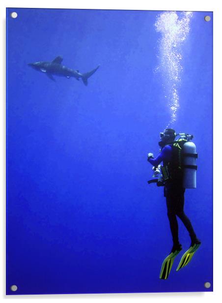 Watching the Oceanic Whitetip Shark Acrylic by Serena Bowles