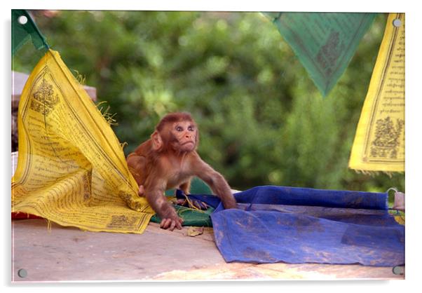 Baby Monkey Playing on Prayer Flags Swayambhu Step Acrylic by Serena Bowles