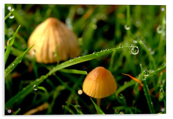 Dew Drop on Grass with Two Toadstools Acrylic by Serena Bowles