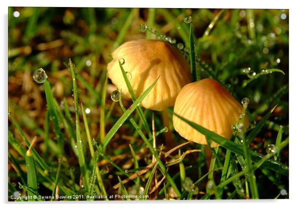 Two Toadstools in the Dew Acrylic by Serena Bowles