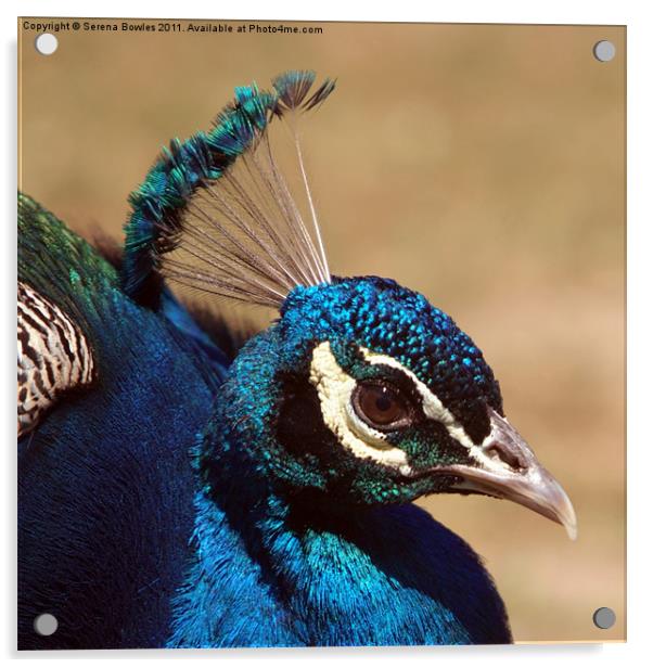 Indian Peacock Headshot Acrylic by Serena Bowles