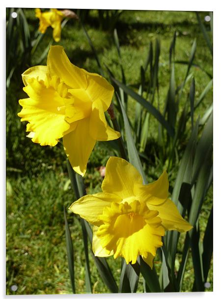 Spring Daffodils Acrylic by Mark Malaczynski