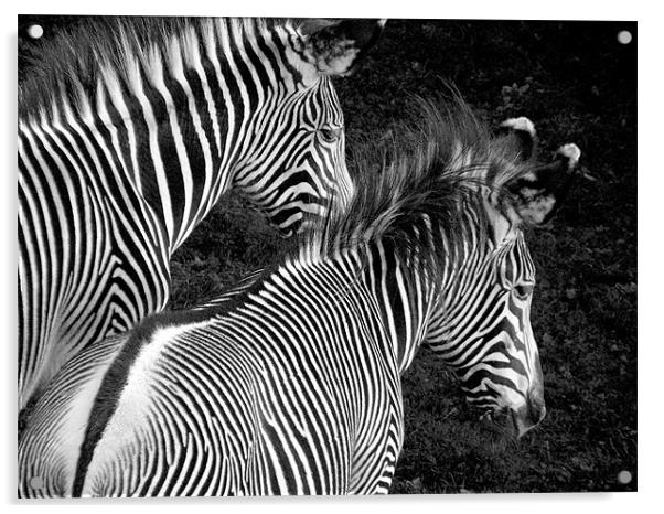 Two Zebras Together Acrylic by Zoe Anderson