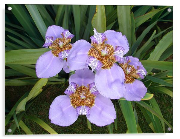 Purple Lilys Acrylic by Vera Azevedo