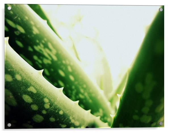 Aloe vera Acrylic by Aritra Pal