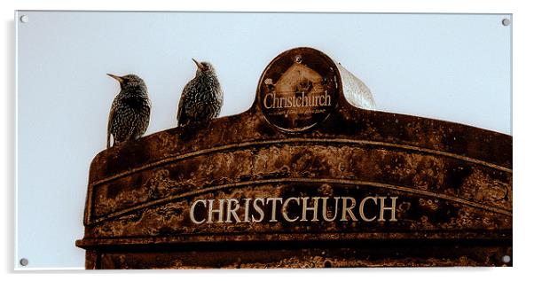 Starlings At Christchurch Acrylic by Louise Godwin