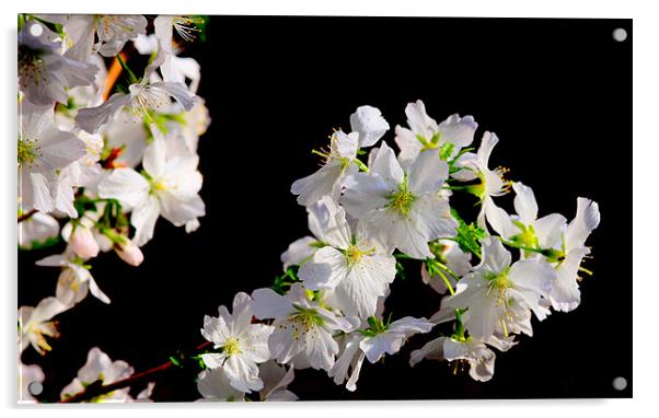 Cherry Blossom Acrylic by Louise Godwin