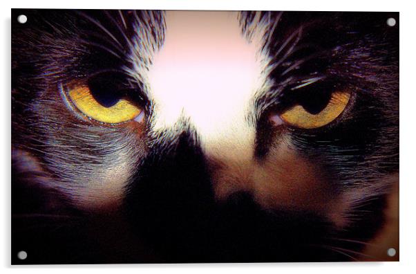 Feline Eyes Acrylic by Louise Godwin