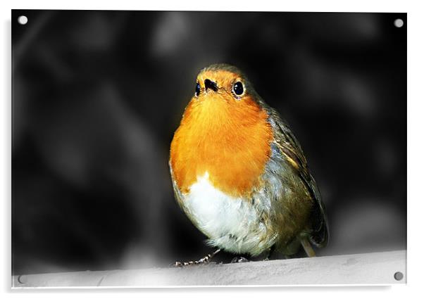 Robin Red Breast Acrylic by Louise Godwin