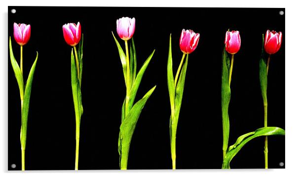The Tulip 6 Acrylic by Louise Godwin