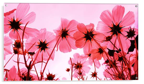 Pink Cosmos Acrylic by Louise Godwin