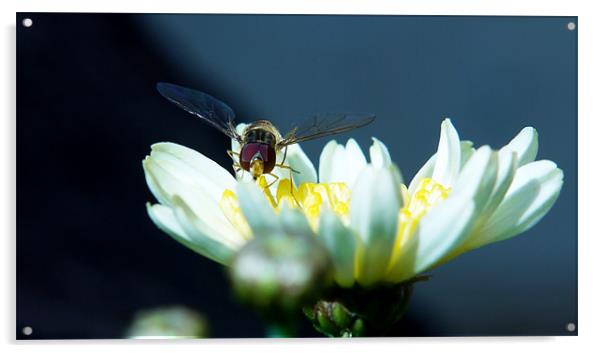 Resting Hoverfly Acrylic by Louise Godwin