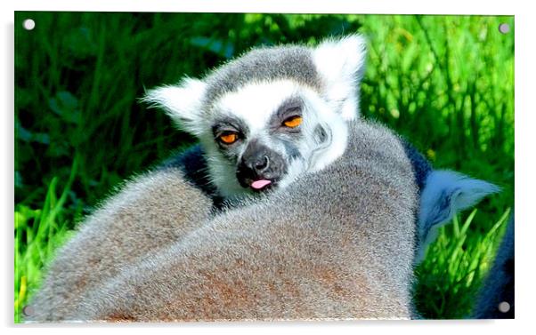 Cheeky Lemur Acrylic by Louise Godwin