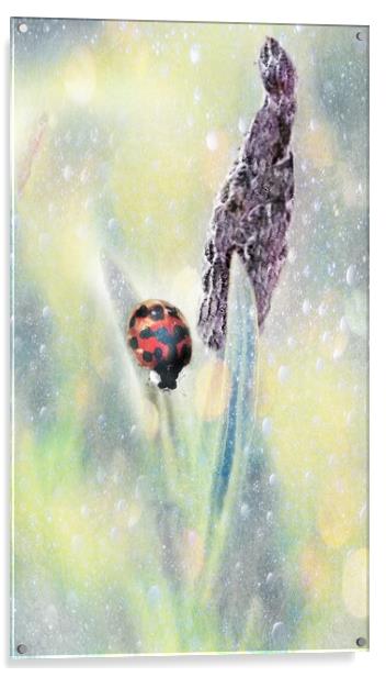 Lady Bird Bug  Acrylic by Louise Godwin