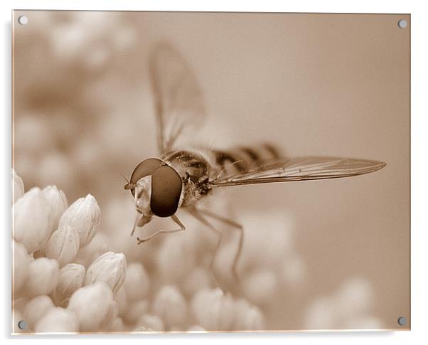 Hoverfly In Sepia Acrylic by Louise Godwin