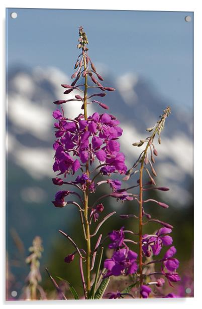 Fireweed Acrylic by Thomas Schaeffer